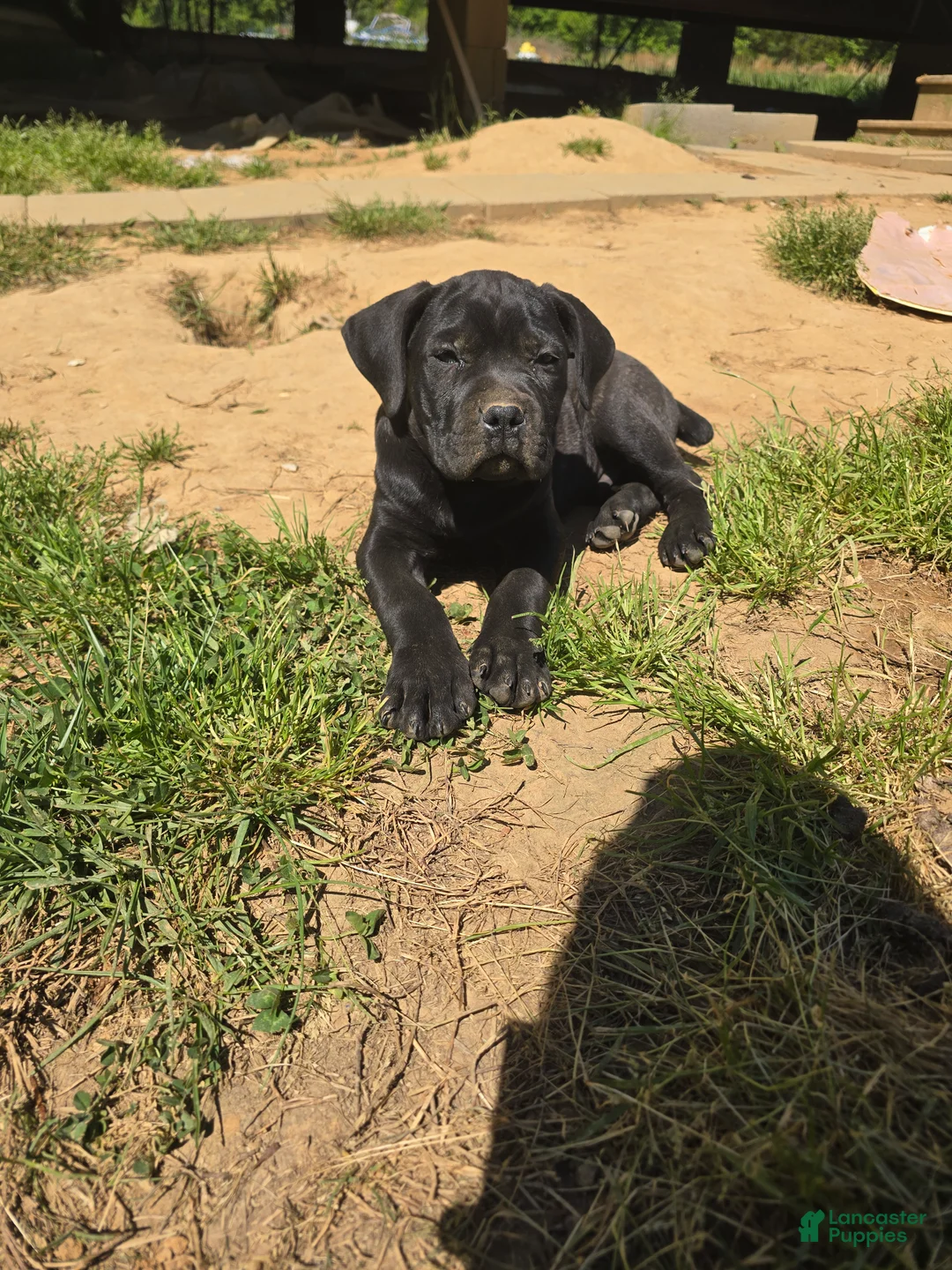 Cane Corso dogs for sale: Blue - Ad 1
