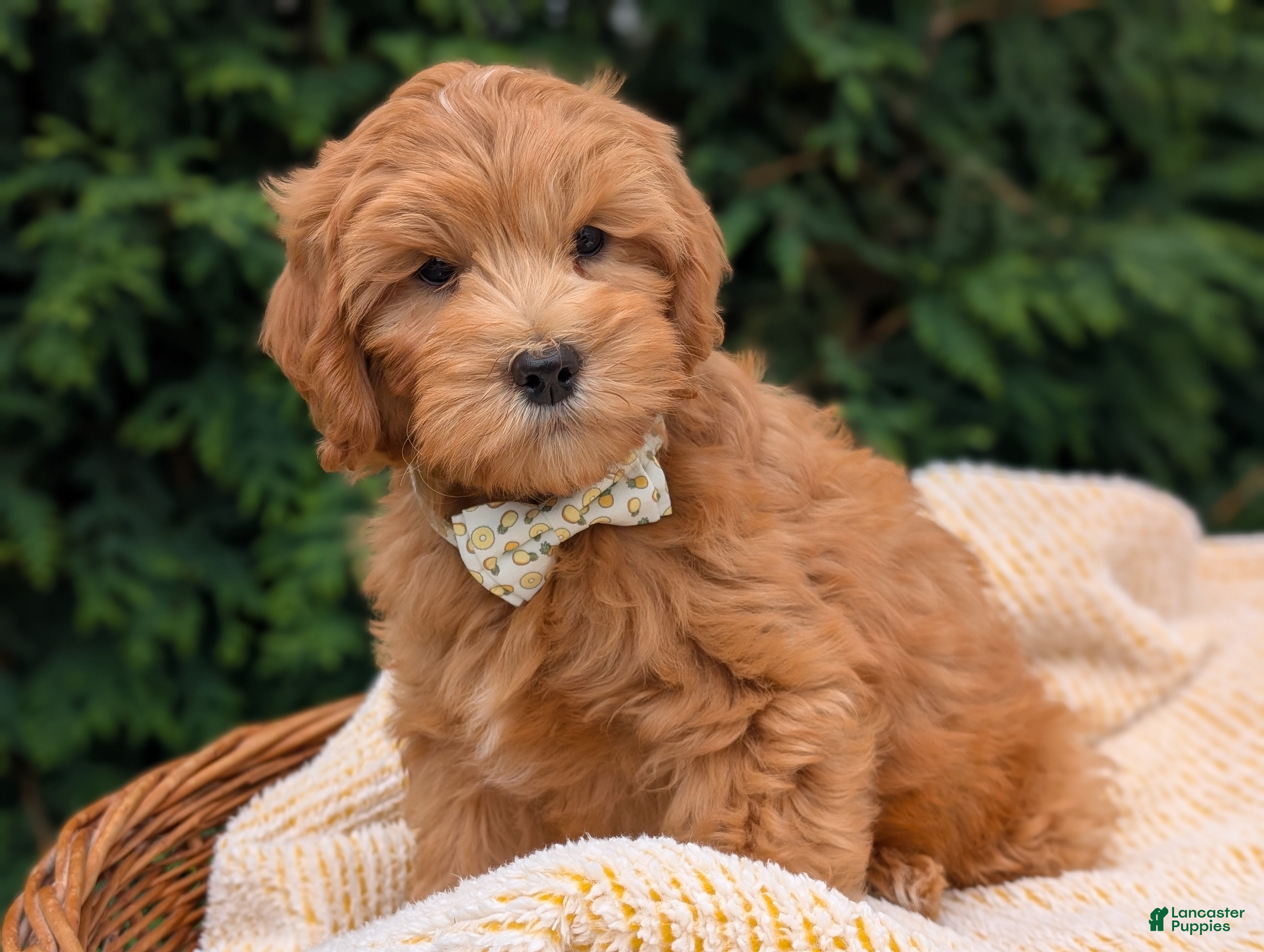 Mini Goldendoodle dogs Pumpkin - Ad 1