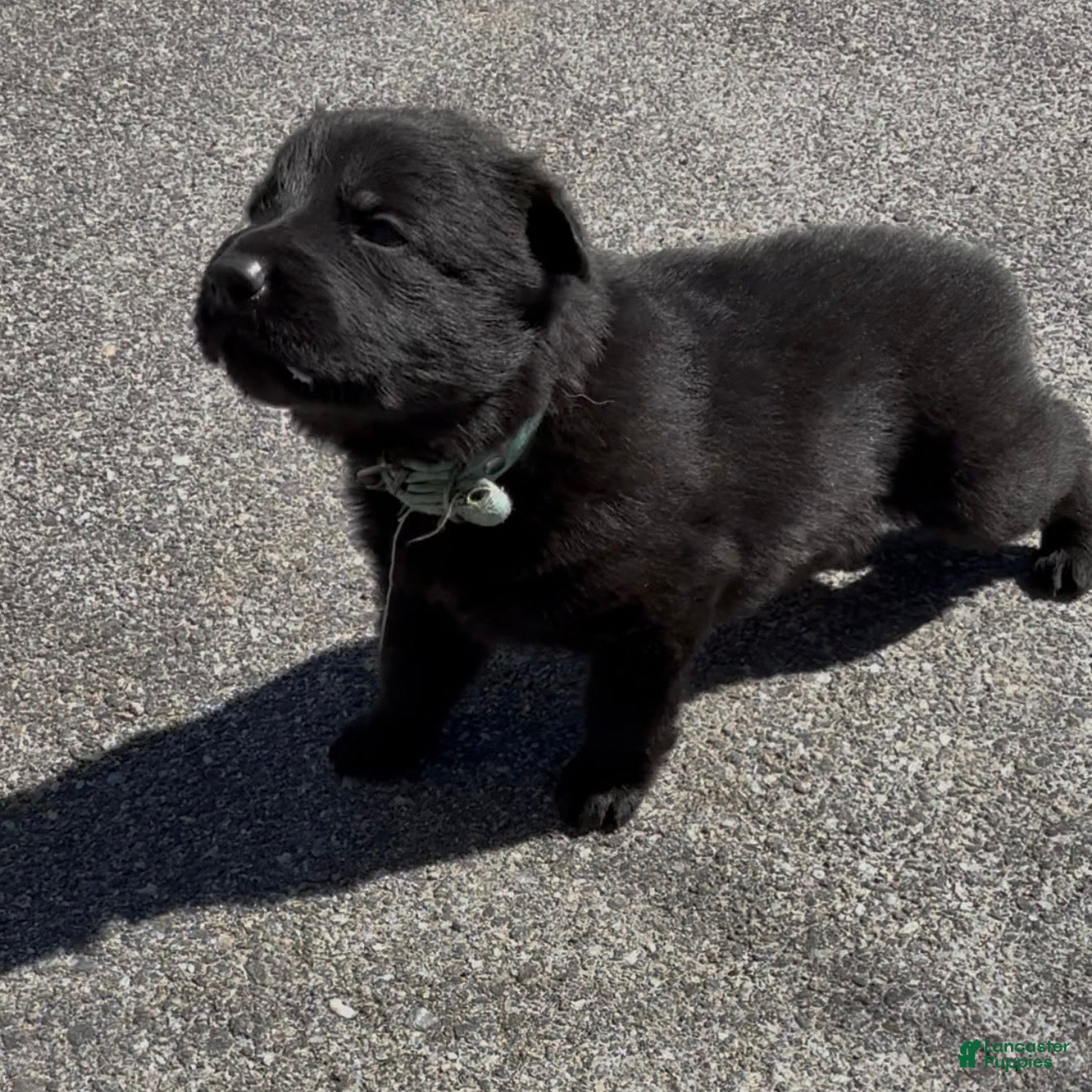 German Shepherd dogs TIC TAC - Ad 1