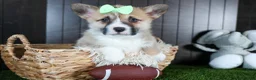 Welsh Corgi Pembroke dogs for sale: Ripley - Ad 1