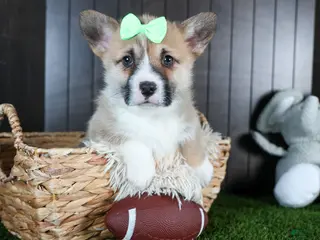 Welsh Corgi Pembroke dogs for sale: Ripley - Ad 3