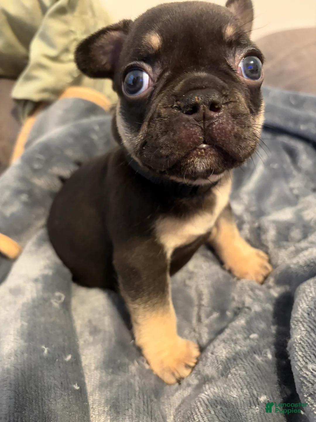 French Bulldog dogs for sale: French Bulldog (black collar) - Ad 2