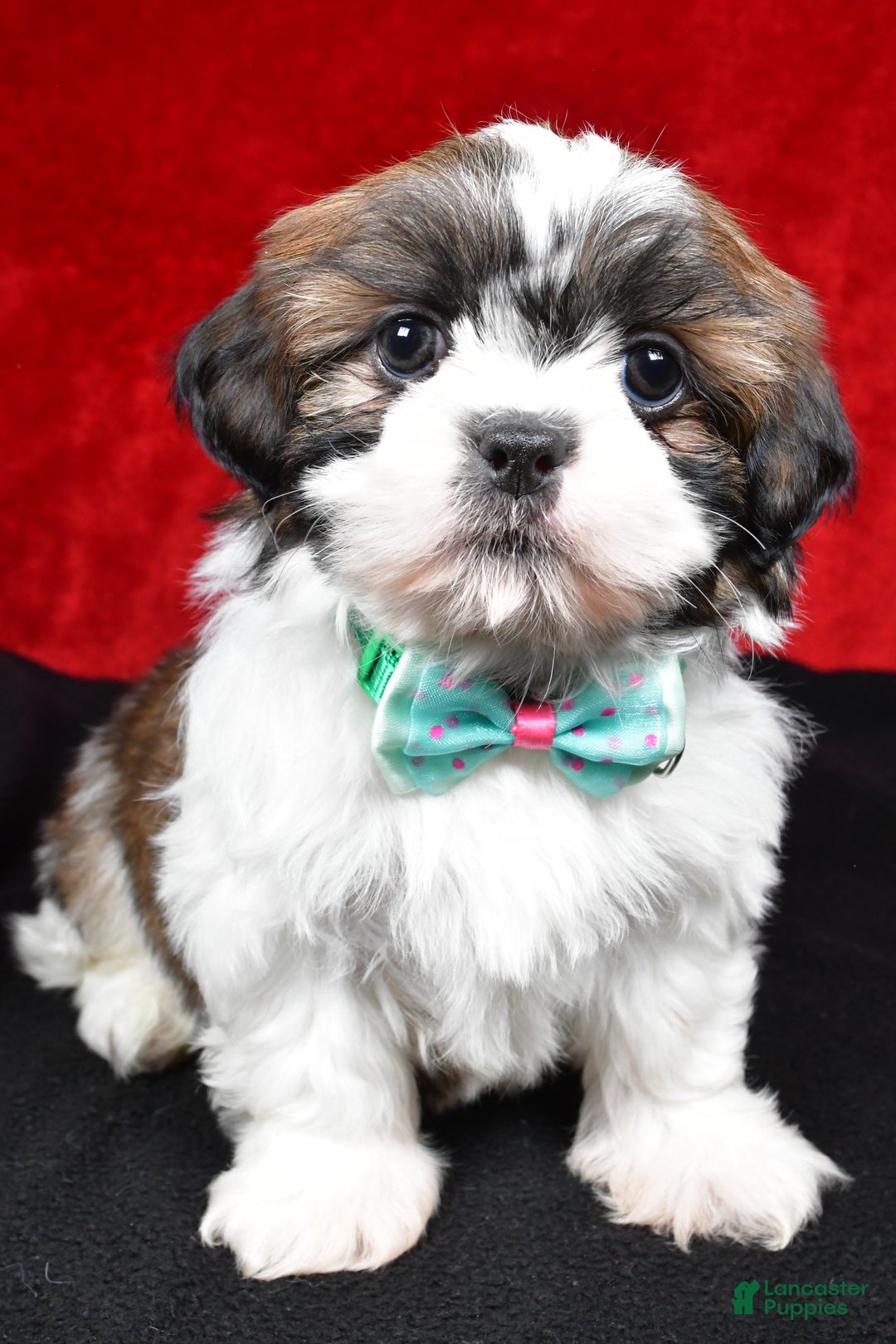 Shih Tzu dogs for sale: Vince - Ad 4