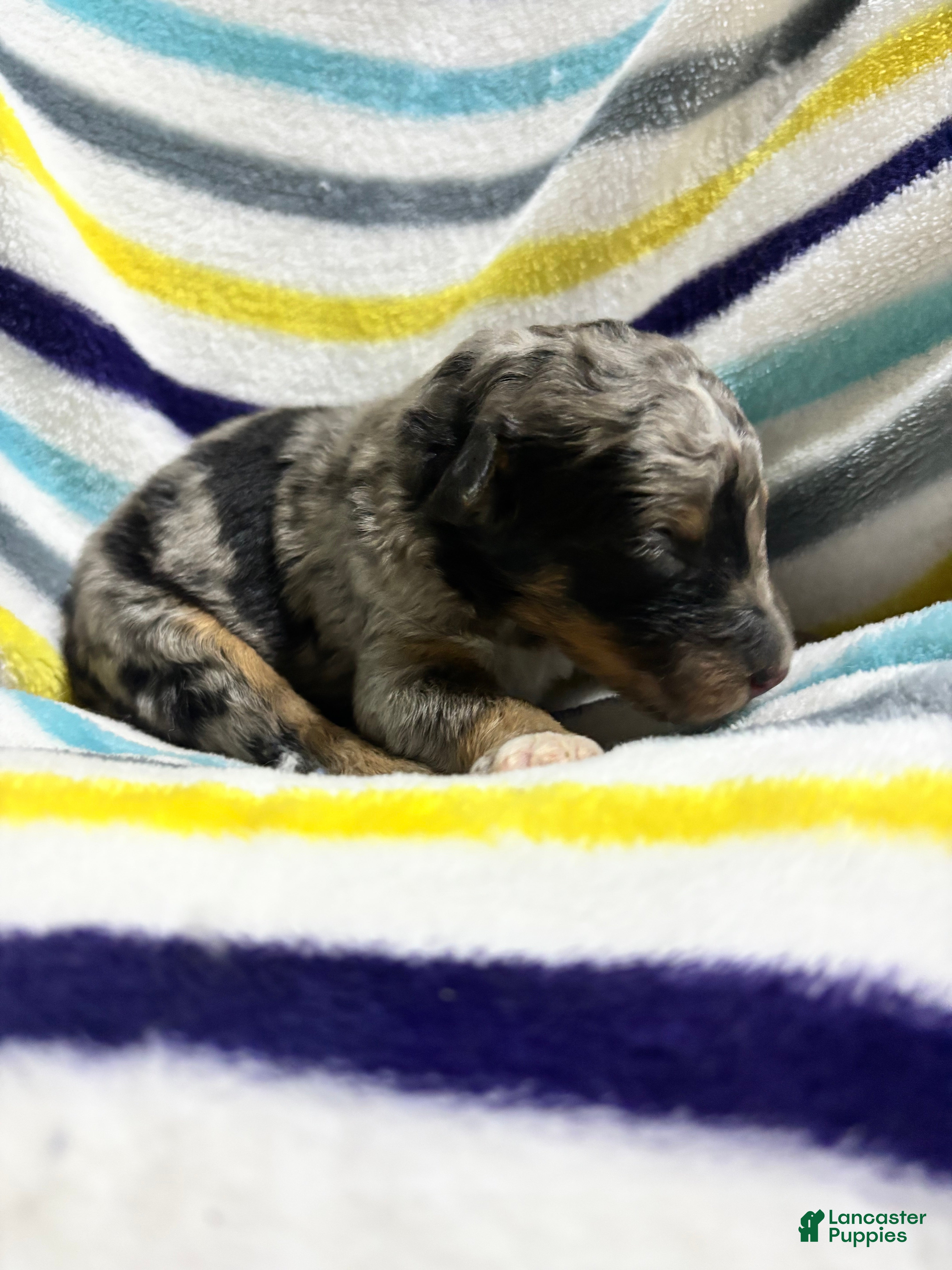 Aussiedoodle dogs Aussiedoodle 3 - Ad 2