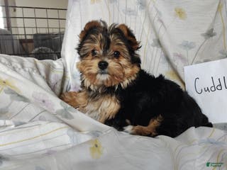 Yorkshire Terrier dogs Yorkshire Terrier Puppy 1 - Ad 4