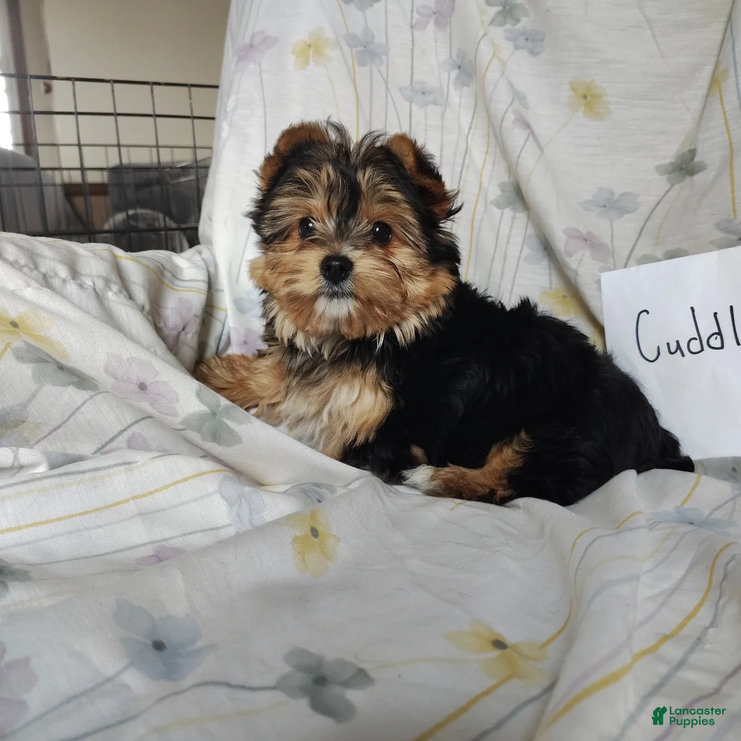 Yorkshire Terrier dogs for sale: Yorkshire Terrier Puppy 1 - Ad 1