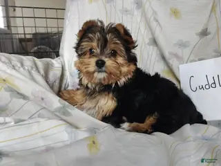 Yorkshire Terrier dogs Yorkshire Terrier Puppy 1 - Ad 8
