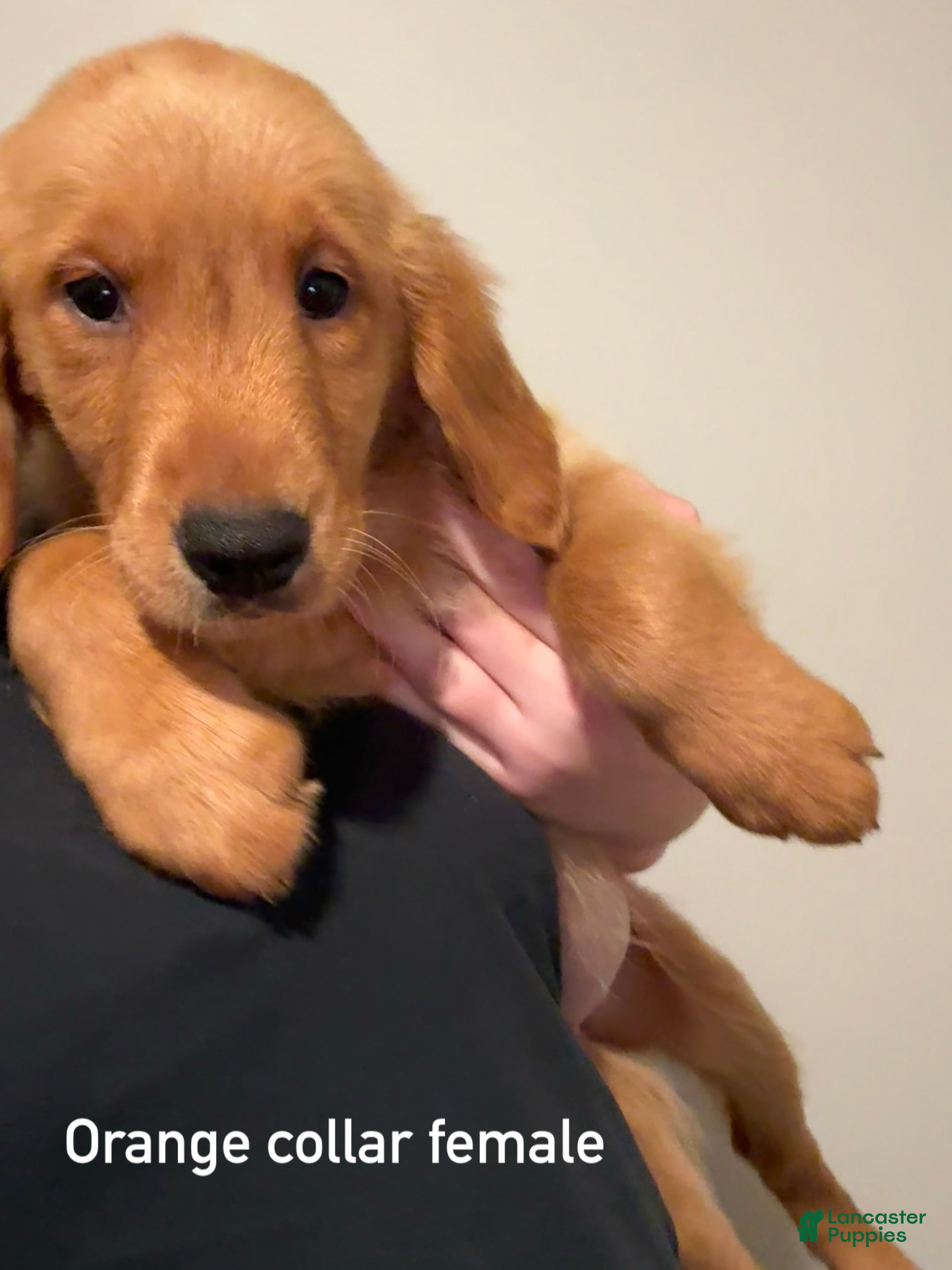 Golden Retriever dogs for sale: Orange collar Golden Retriever 9 - Ad 30