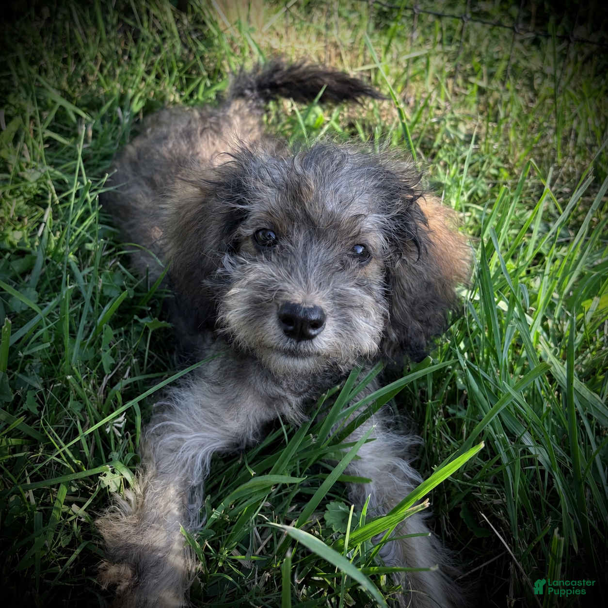 Maltipoo dogs for sale: Goldie - Ad 1