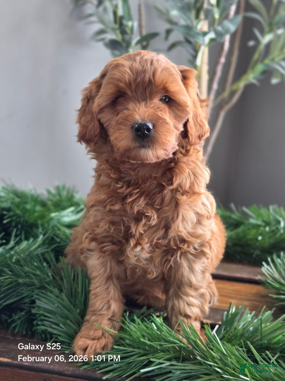 Mini Goldendoodle dogs Sasha - Ad 2