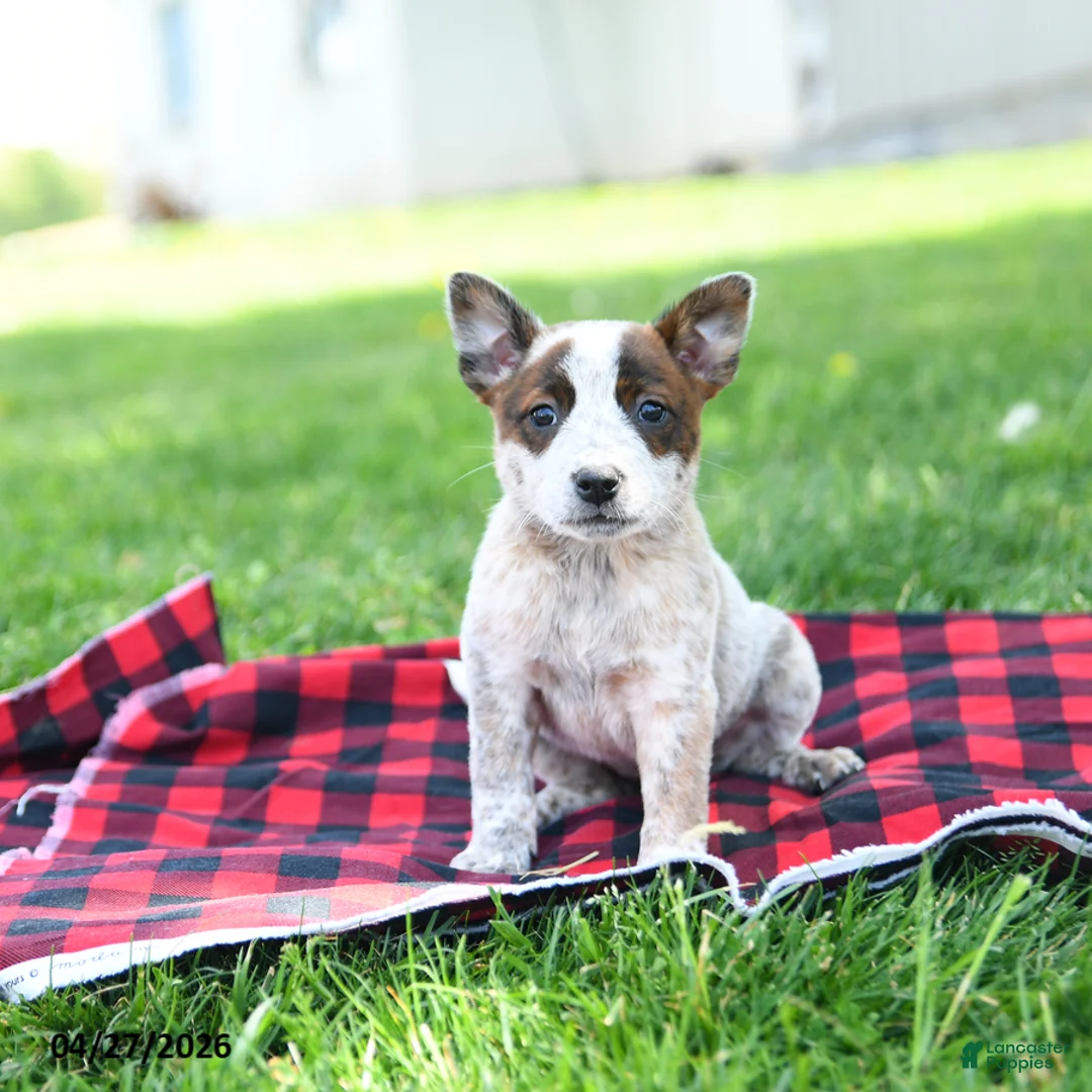 Australian Cattle Dog dogs for sale: Rita - Ad 5