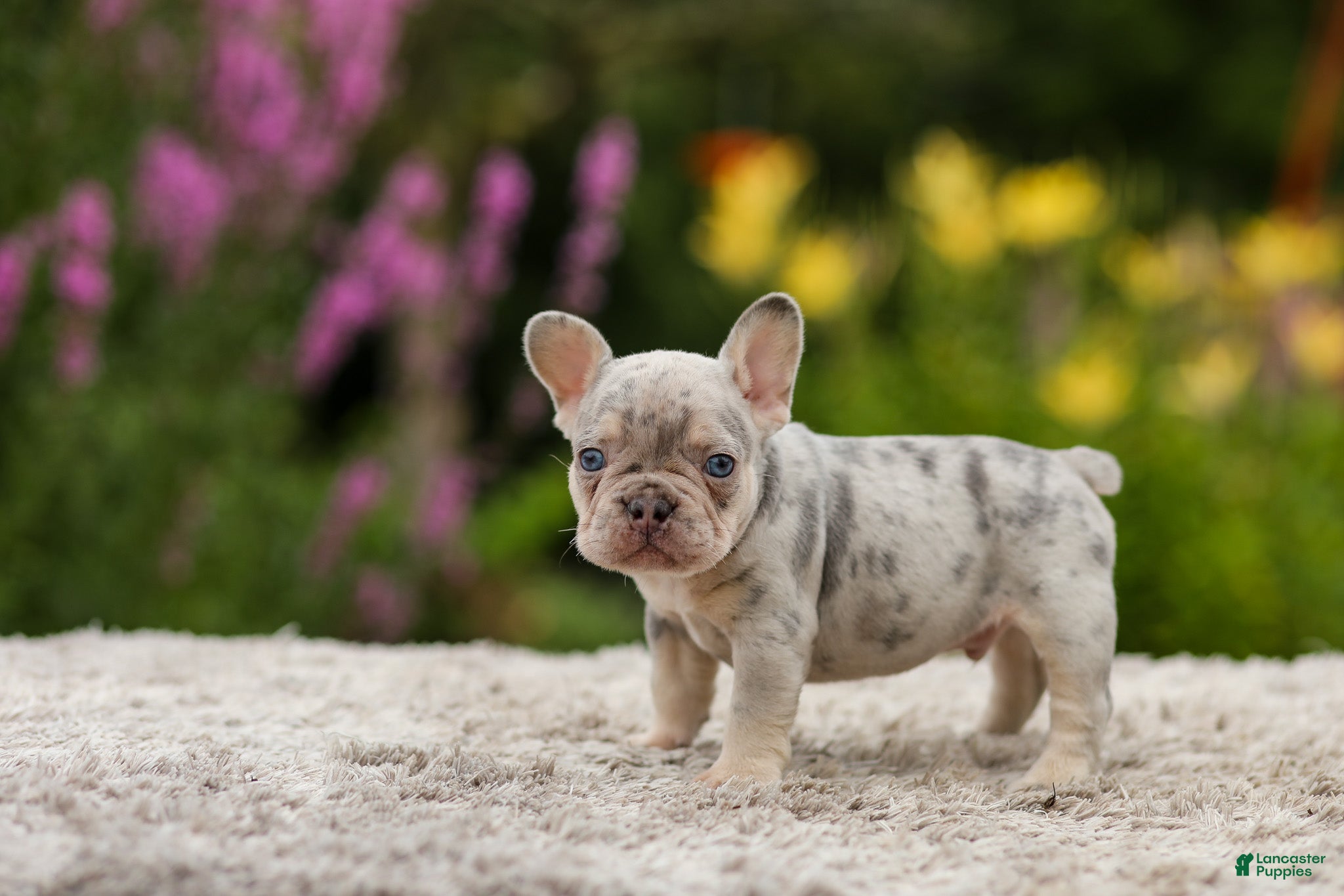 French Bulldog dogs Hugo - Ad 1