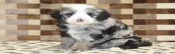 Mini Bernedoodle dogs for sale: Dawn - Ad 11