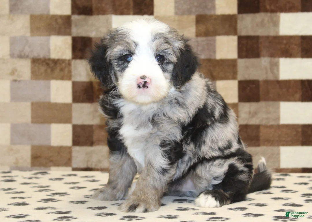 Mini Bernedoodle dogs for sale: Dawn - Ad 11