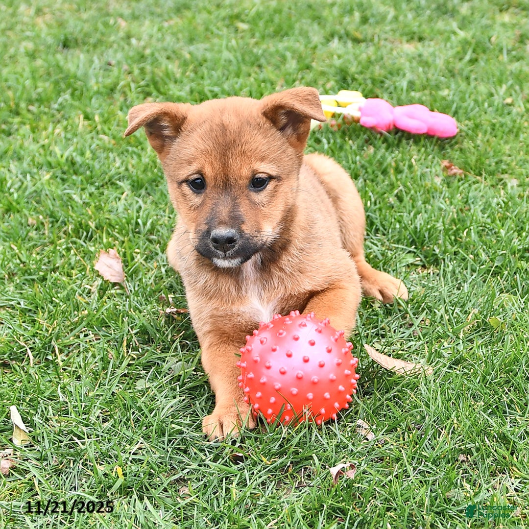 Mixed Breed dogs for sale: Missy - Ad 9