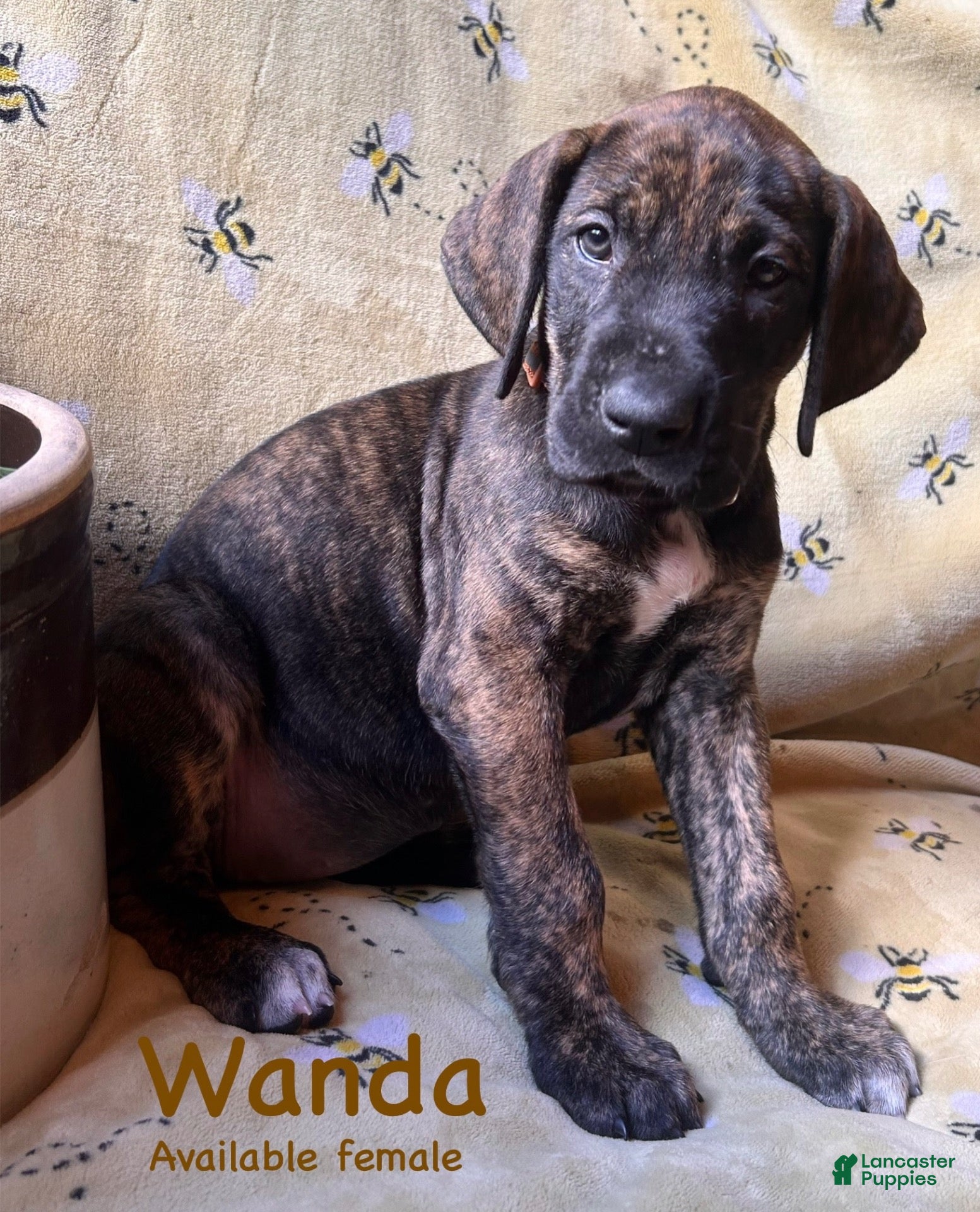 Great Dane dogs Wanda - Ad 42