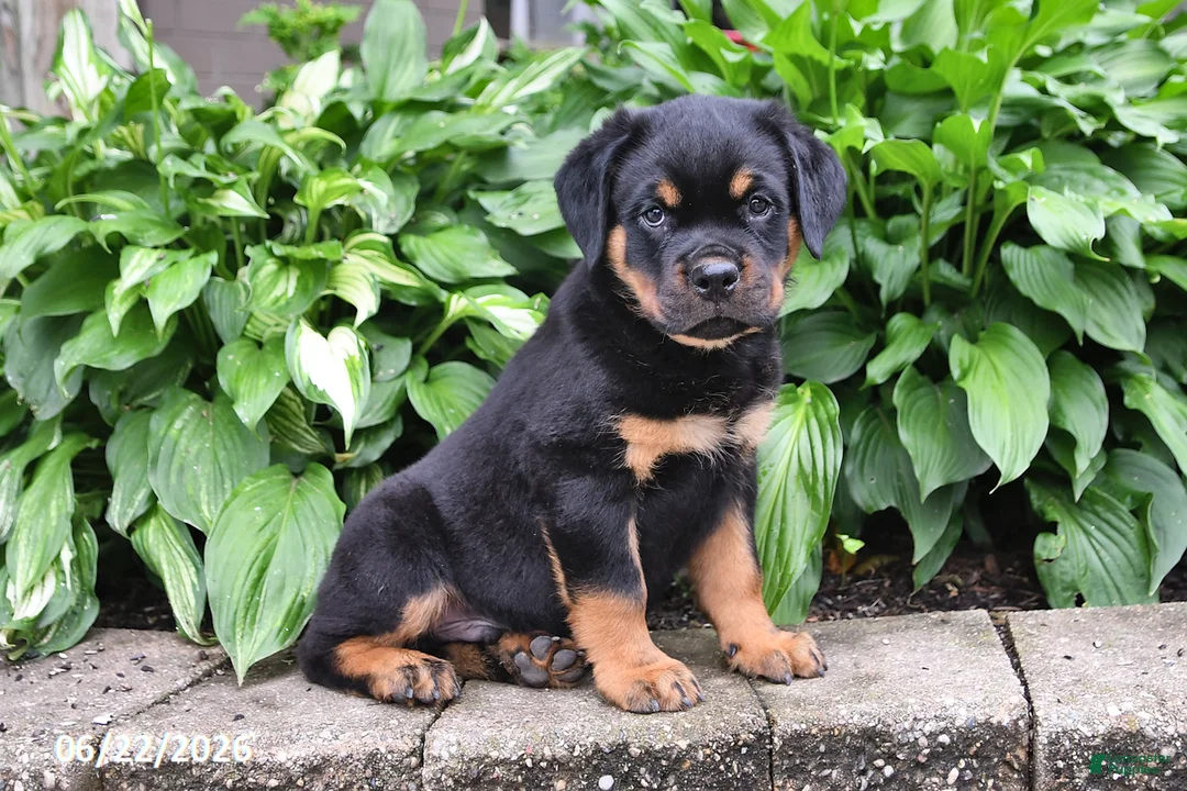 Rottweiler dogs for sale: Captain - Ad 1