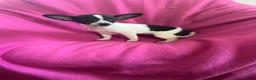 Chihuahua dogs for sale: Chihuahua Girl-Dolly  - Ad 3