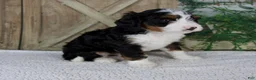 Mini Bernedoodle dogs for sale: Triston - Ad 3