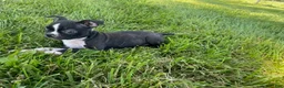Boston Terrier dogs for sale: Grace - Ad 3