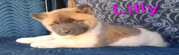 Akita dogs for sale: Lilly - Ad 6