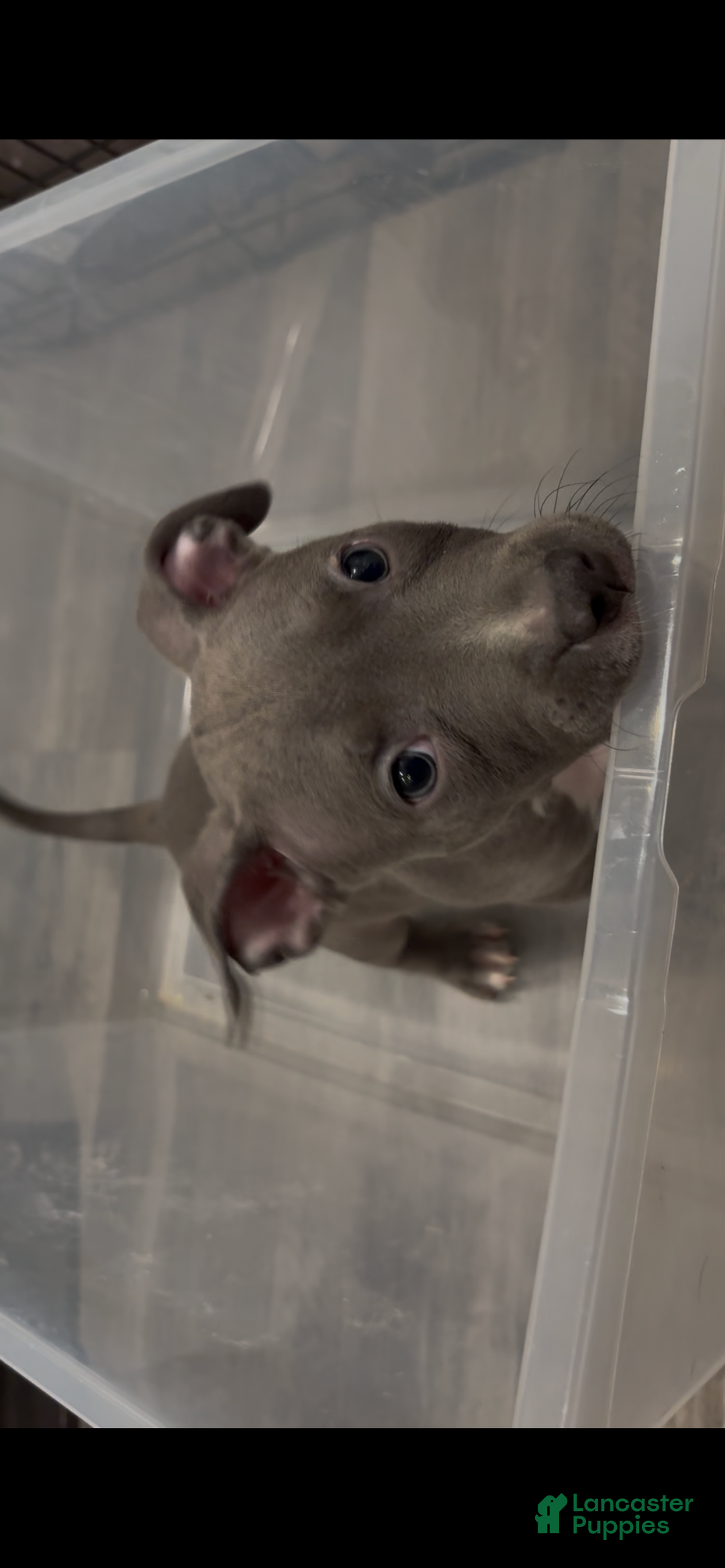 Mixed Breed dogs for sale: Ty - Ad 1