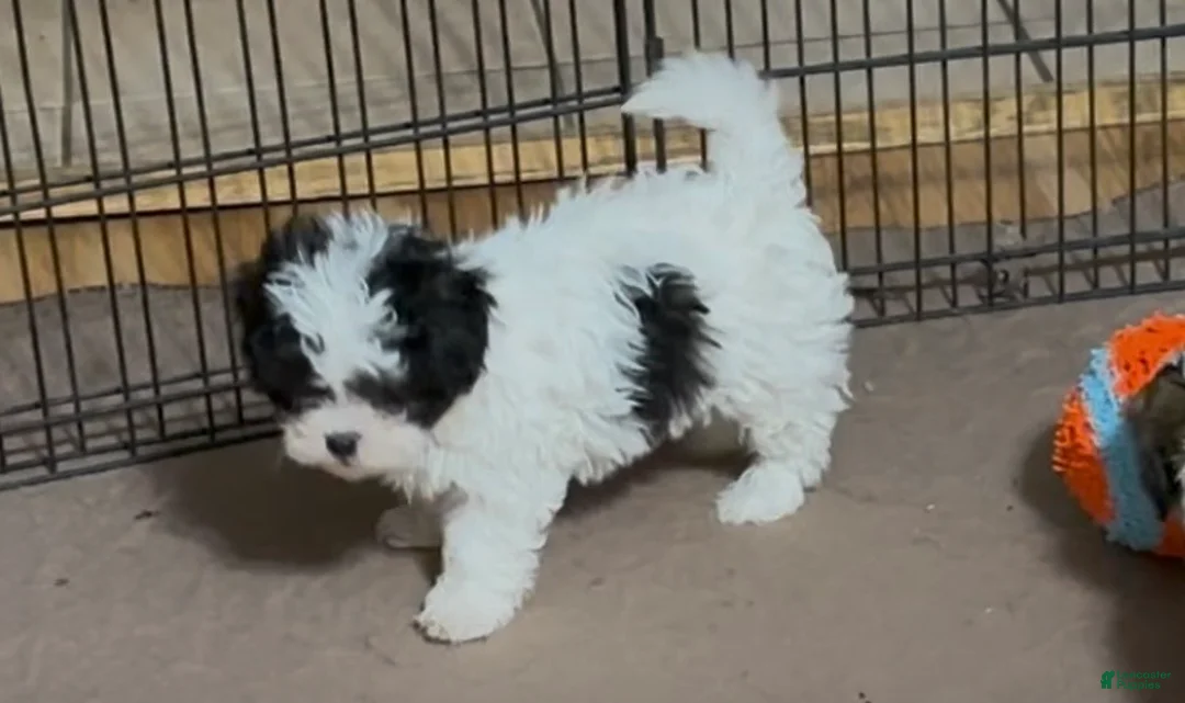 Shihpoo dogs for sale: Shihpoo Puppy 3 - Ad 2