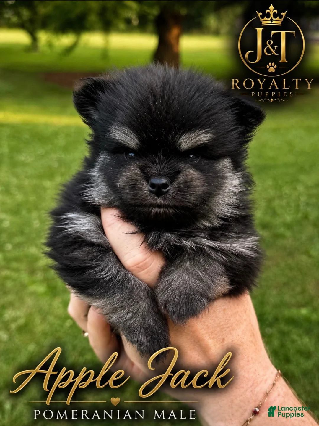 Pomeranian dogs for sale: Apple Jack - Ad 1