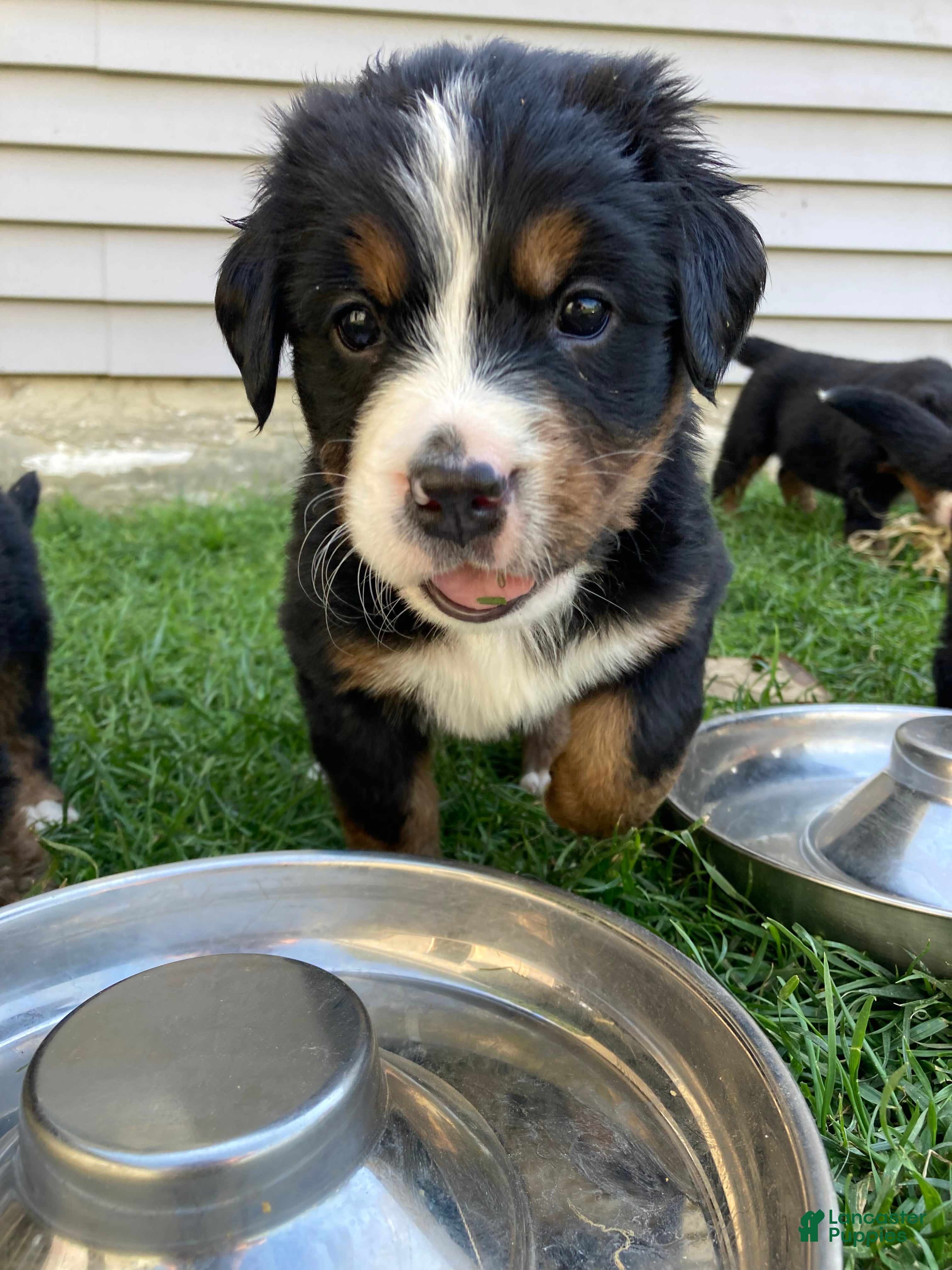 Bernese Mountain Dog dogs Sash - Ad 2