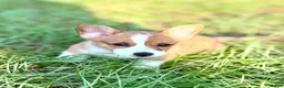 American Corgi dogs for sale: American Corgi 1 - Ad 2