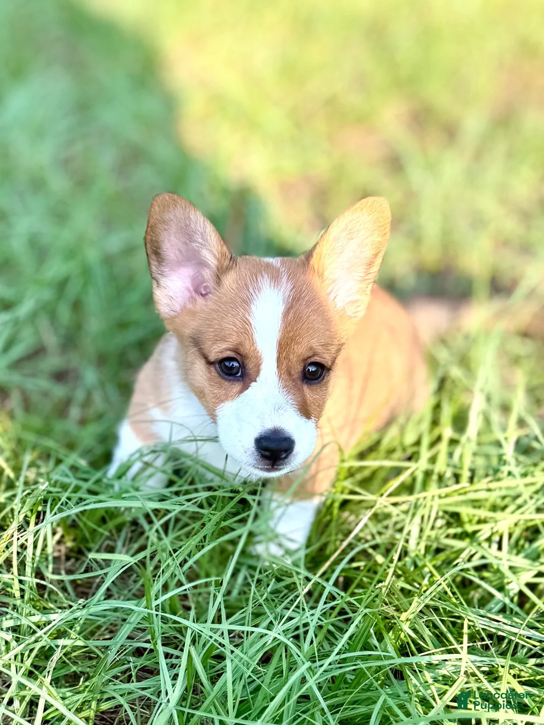 American Corgi dogs for sale: American Corgi 1 - Ad 2
