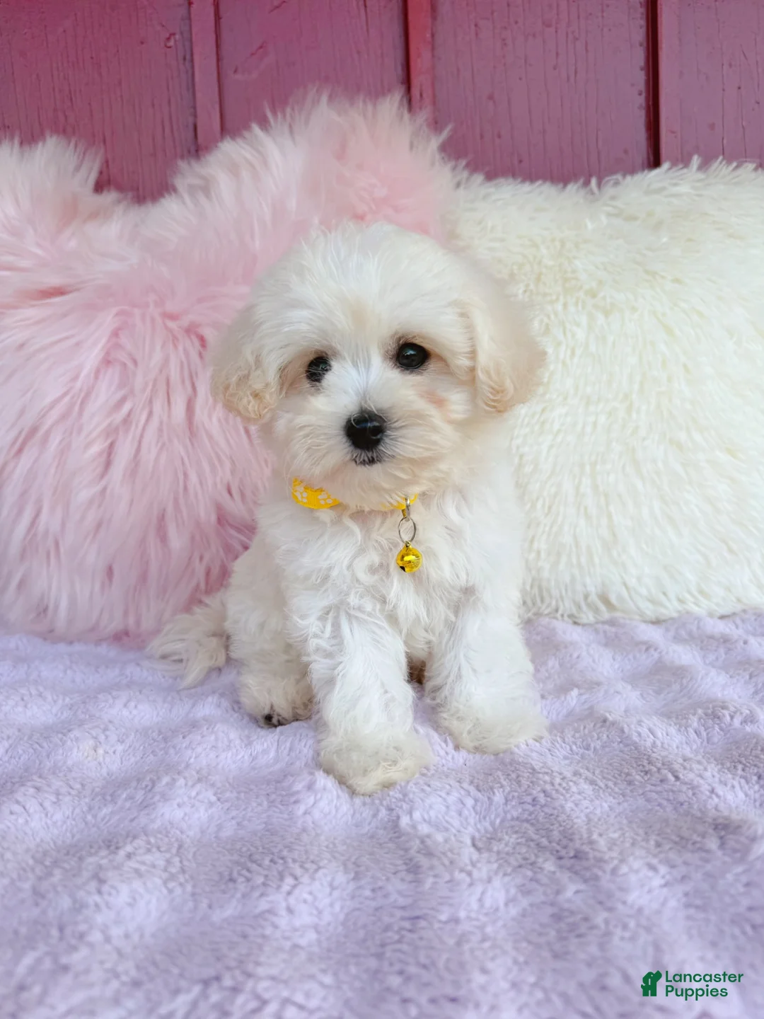 Maltipoo dogs for sale: 💛 Fluffy 💛 - Ad 2