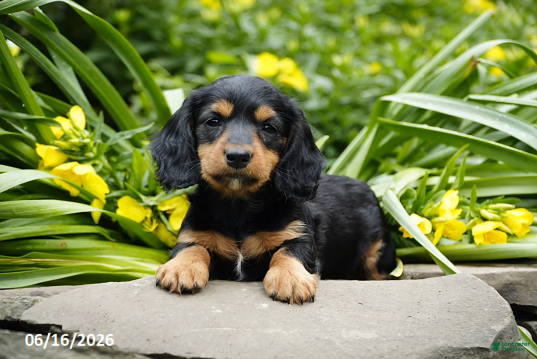 Miniature Dachshund dogs for sale: Henry - Ad 1