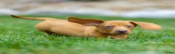 Miniature Dachshund dogs for sale: Mylan Miniature Dachshund  - Ad 12