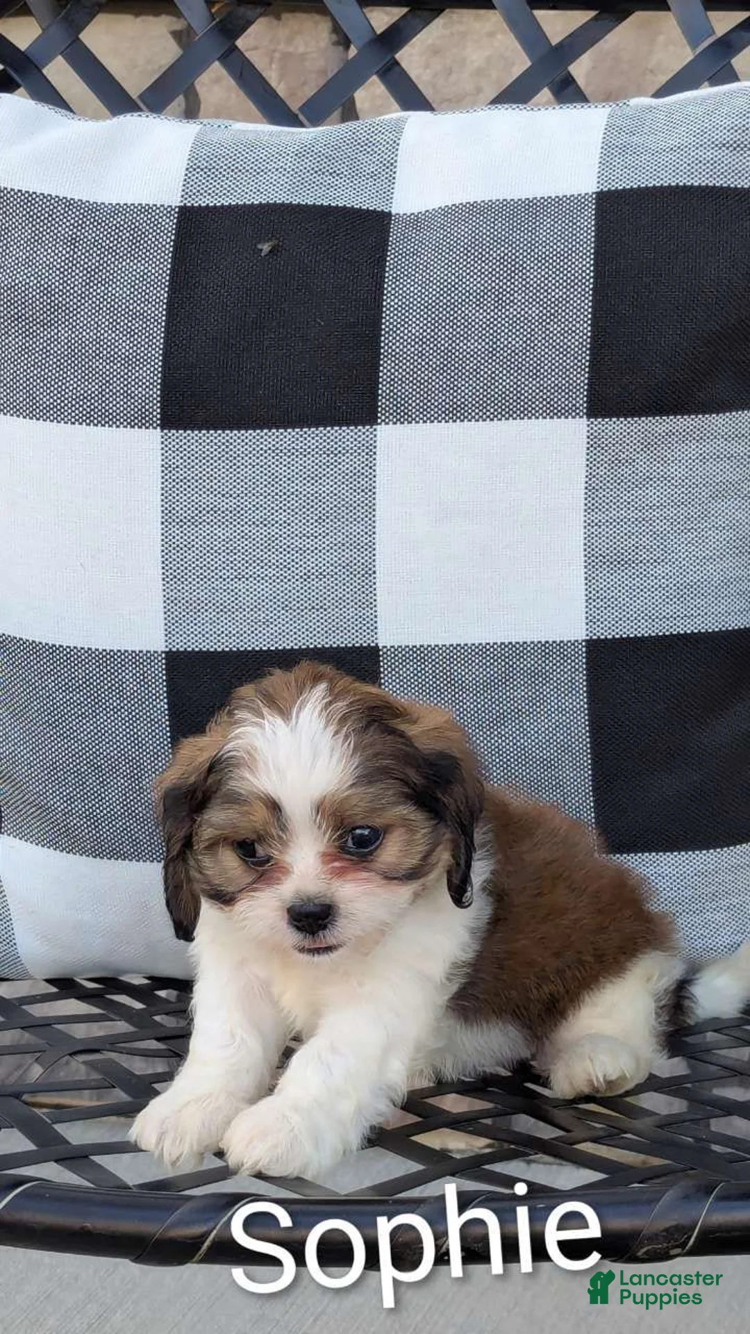Mixed Breed dogs for sale: Sophie - Ad 5