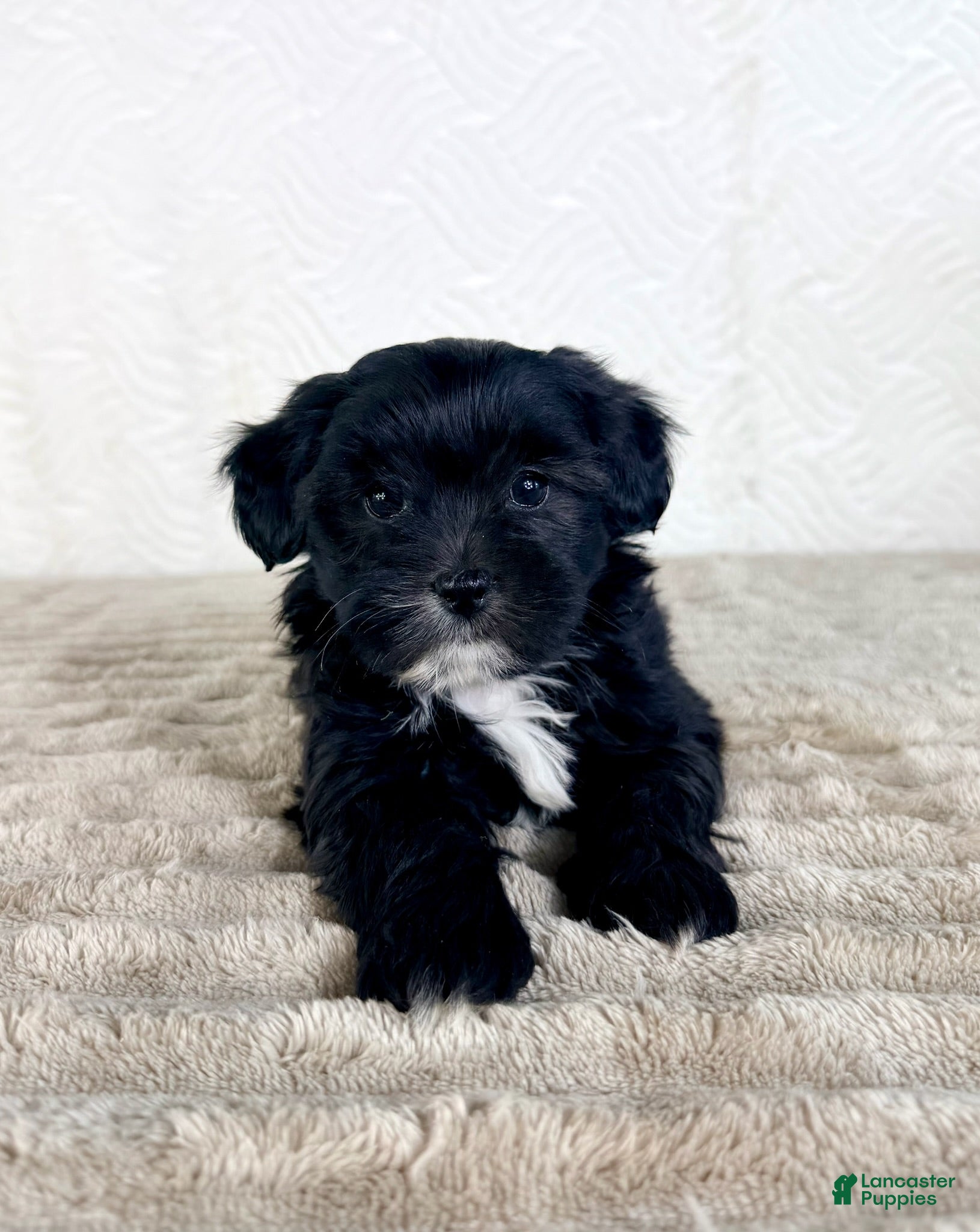 Shihpoo dogs Bentley - Ad 38