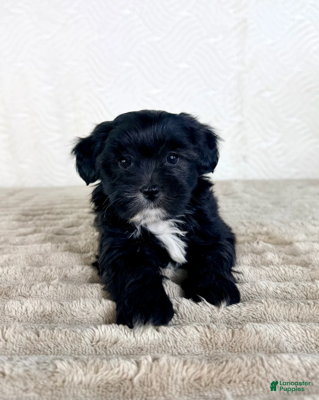 Shihpoo dogs for sale: Bentley - Ad 1