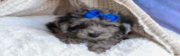 Bichpoo dogs for sale: NOAH - Ad 17