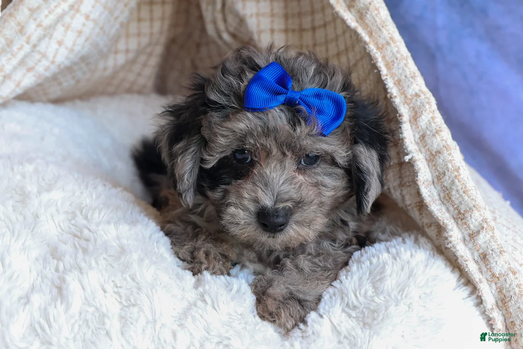 Bichpoo dogs for sale: NOAH - Ad 17