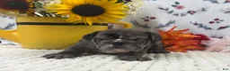 English Bulldog dogs for sale: Russell - Ad 6