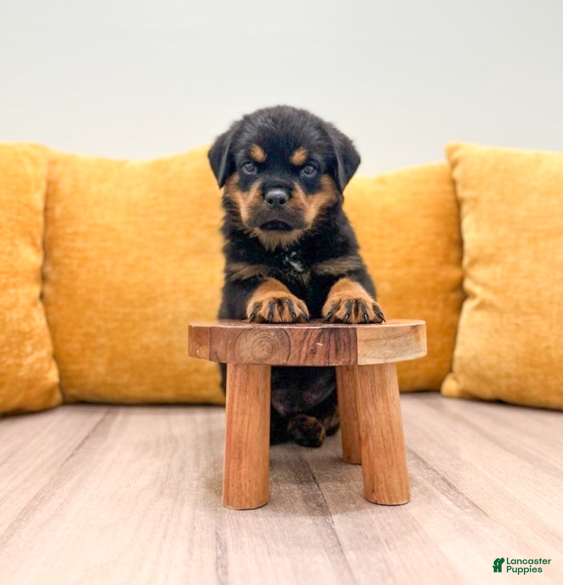 Rottweiler dogs Flynn - Ad 2