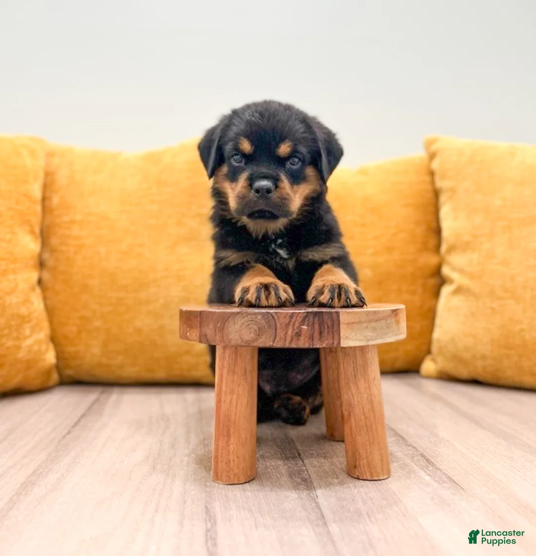 Rottweiler dogs for sale: Flynn - Ad 2