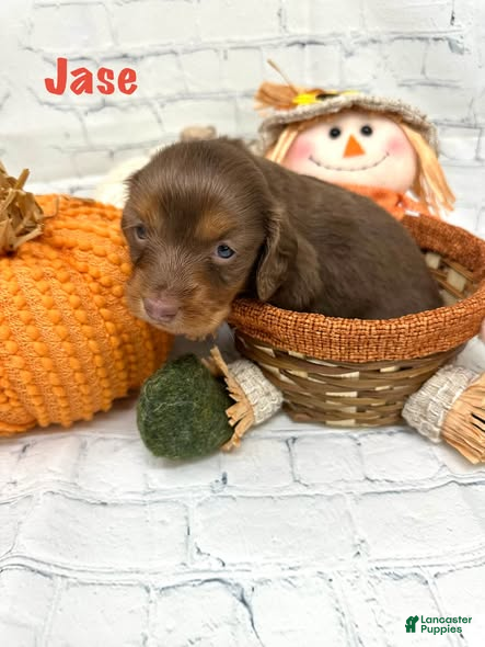 Dachshund dogs Jase - Ad 1
