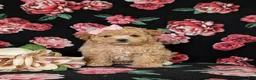 Maltipoo dogs for sale: Reese 8 lbs Full Grown - Ad 5