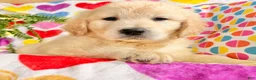 Golden Retriever dogs for sale: Roxy  - Ad 3