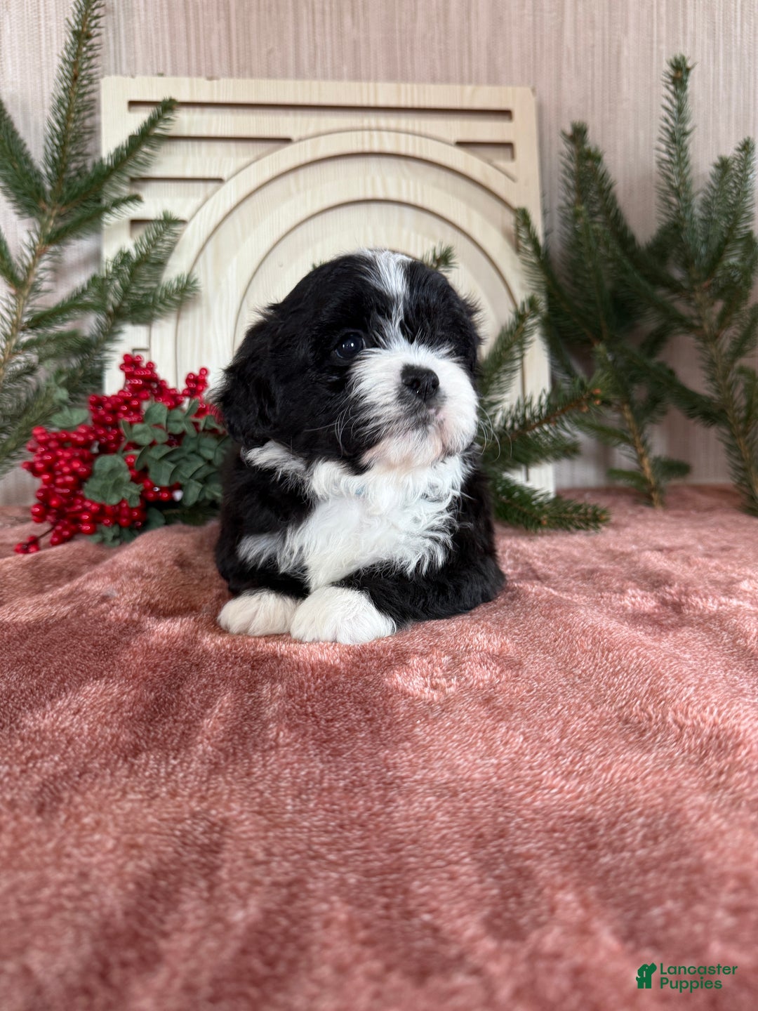 Teddy Bear dogs for sale: Sammy - Ad 7