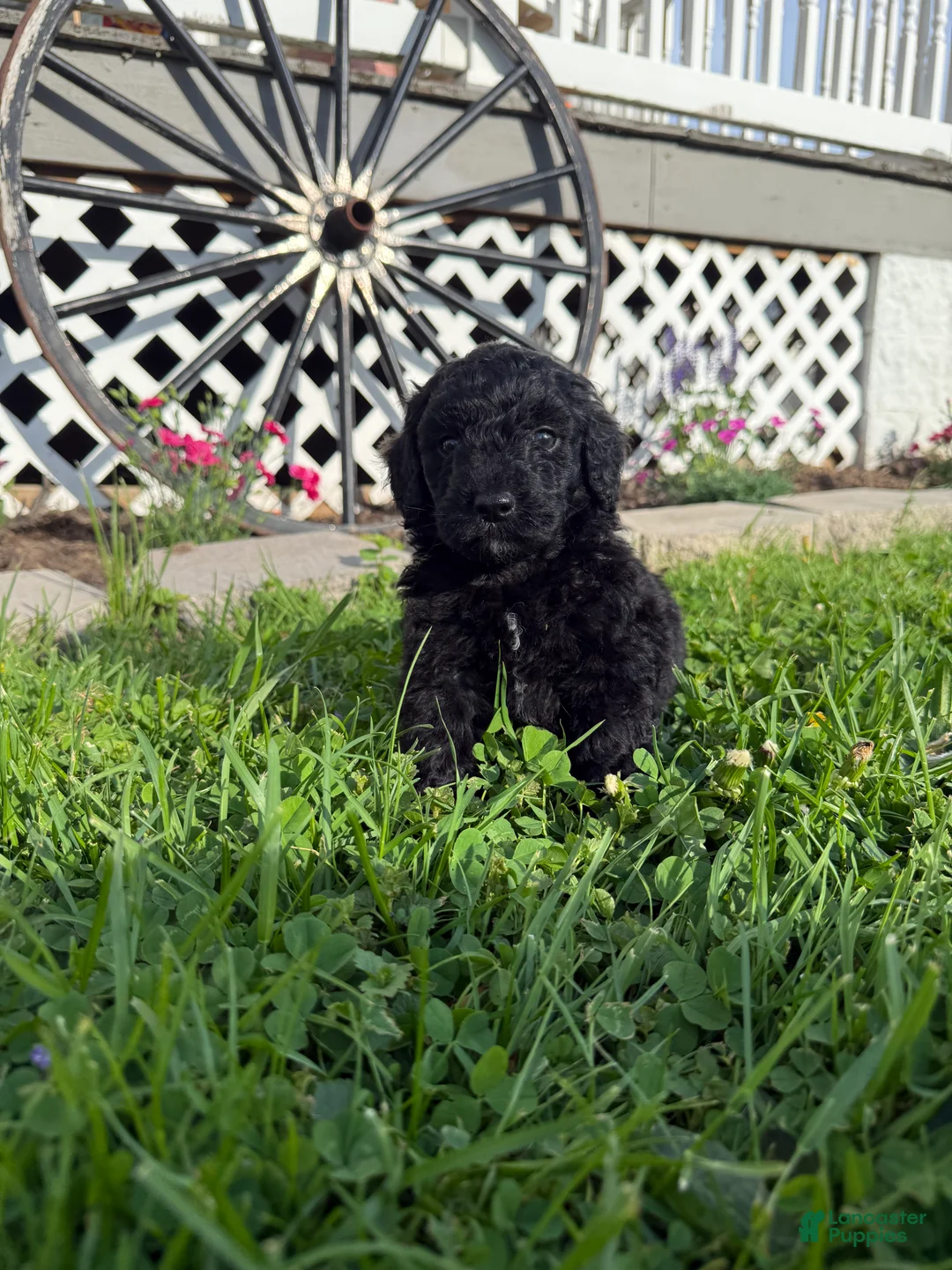 Mini Goldendoodle dogs for sale: Onyx - Ad 1