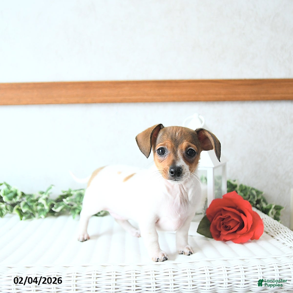 Chiweenie dogs Sweetheart - Ad 2