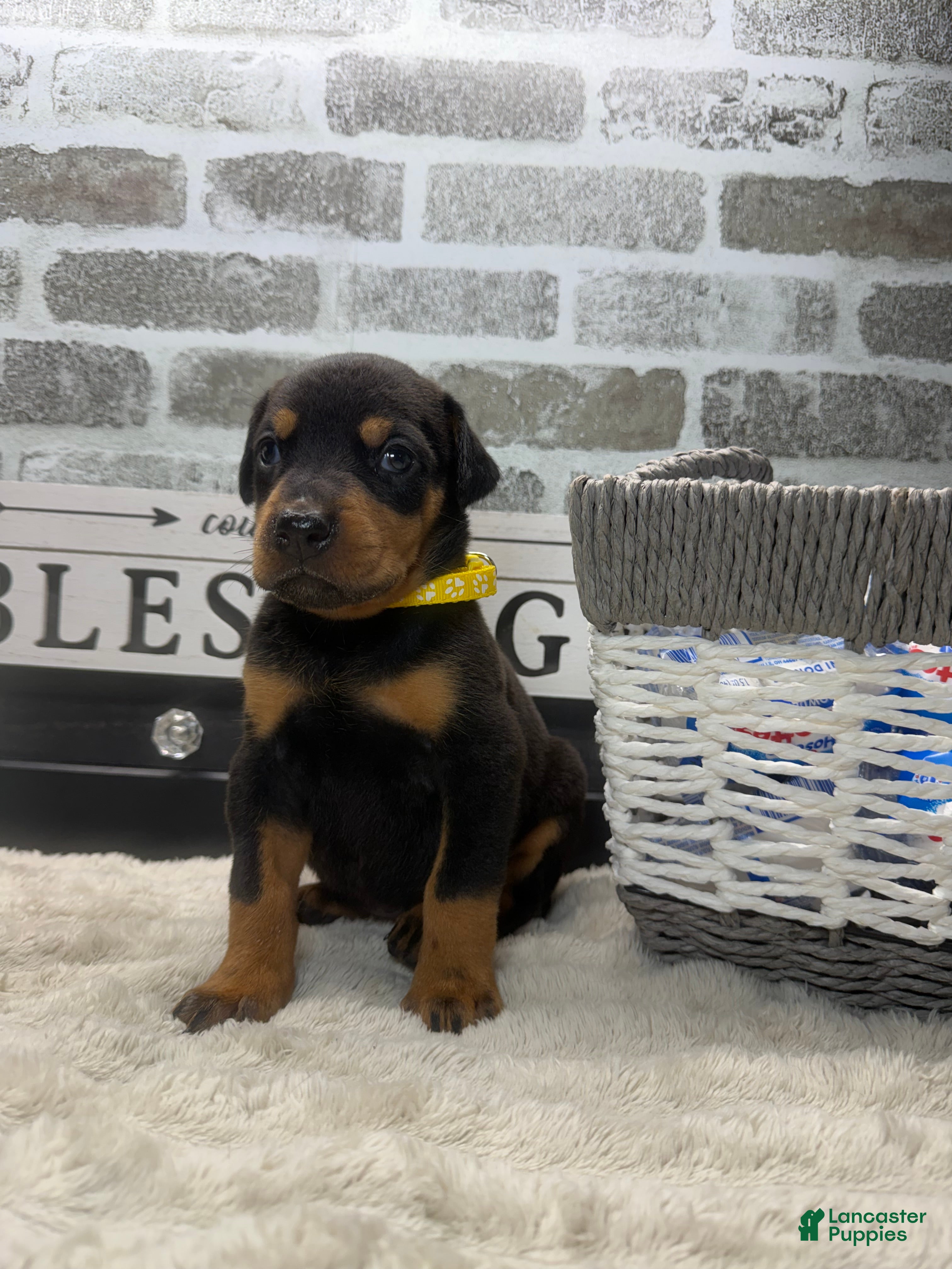 Doberman Pinscher dogs Black female yellow collar  - Ad 36