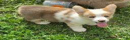 Welsh Corgi Pembroke dogs for sale: Beautiful Bentley  - Ad 26